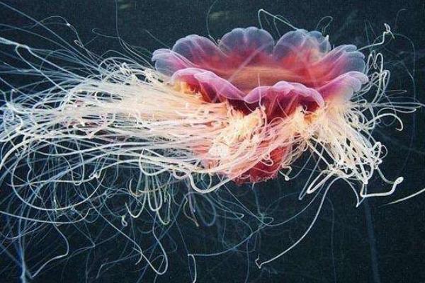 北極霞水母特點(diǎn)介紹 北極霞水母有毒嗎