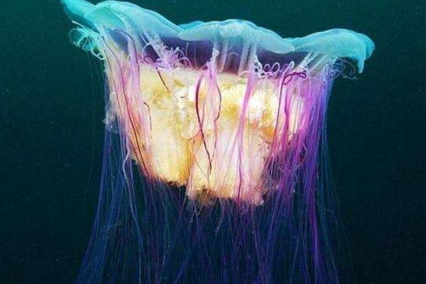 北極霞水母特點(diǎn)介紹 北極霞水母有毒嗎