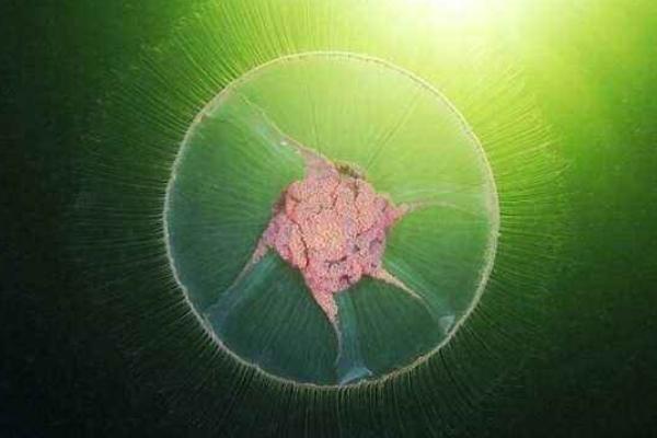 北極霞水母特點(diǎn)介紹 北極霞水母有毒嗎