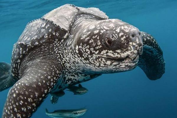 北極霞水母特點(diǎn)介紹 北極霞水母有毒嗎