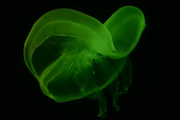 北極霞水母特點(diǎn)介紹 北極霞水母有毒嗎