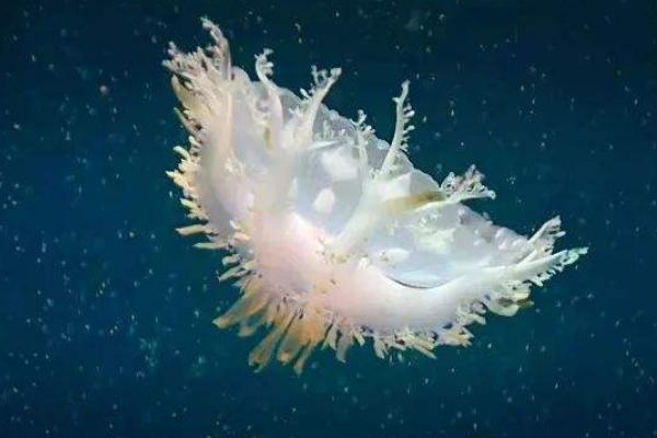 倒立水母特點(diǎn)介紹 倒立水母有毒嗎