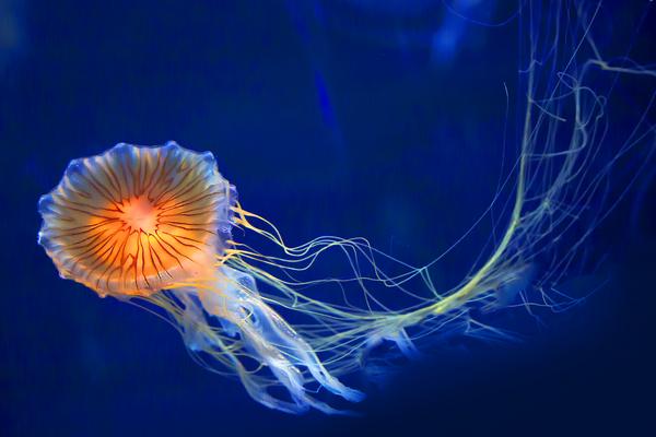 被水母蟄了怎么辦（擦什么藥膏） 被水母蟄了多久潛伏期