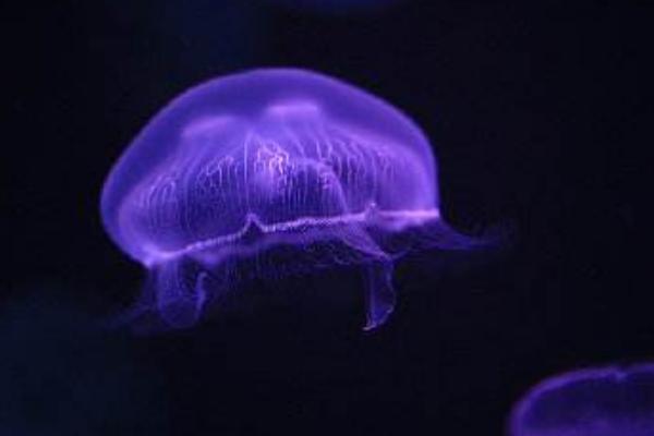 海月水母市場(chǎng)價(jià)格多少錢一只 海月水母怎么養(yǎng)