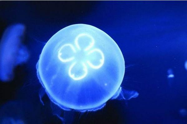 海月水母市場(chǎng)價(jià)格多少錢一只 海月水母怎么養(yǎng)