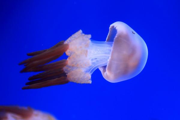 海月水母市場(chǎng)價(jià)格多少錢一只 海月水母怎么養(yǎng)