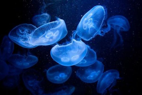 海月水母市場(chǎng)價(jià)格多少錢一只 海月水母怎么養(yǎng)