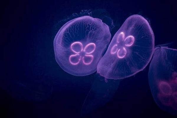 海月水母市場(chǎng)價(jià)格多少錢一只 海月水母怎么養(yǎng)