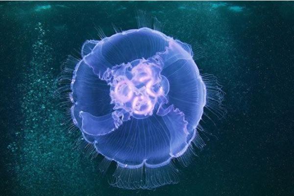海月水母市場(chǎng)價(jià)格多少錢一只 海月水母怎么養(yǎng)
