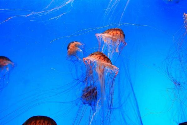 海月水母怎么吃 海月水母好吃嗎