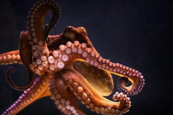 章魚會噴墨汁嗎 章魚的墨汁能吃嗎