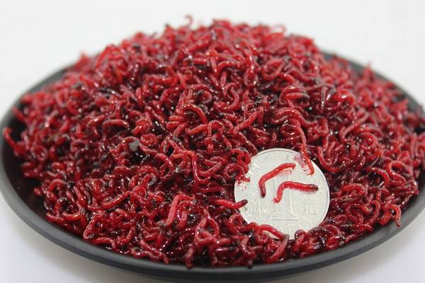 釣魚的紅蟲怎么養 紅蟲養殖技術