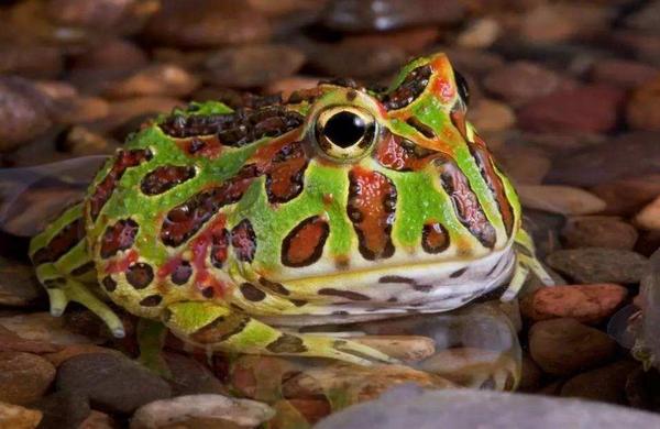 角蛙會叫嗎 角蛙能長多大