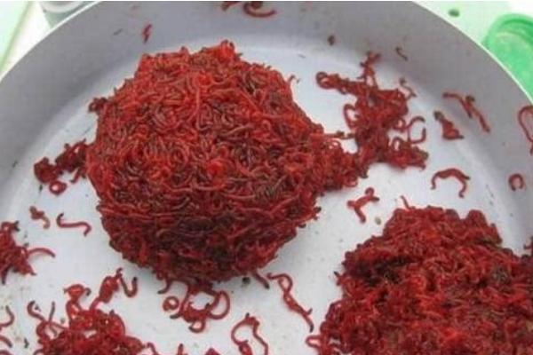 釣魚的紅蟲怎么養 紅蟲養殖技術