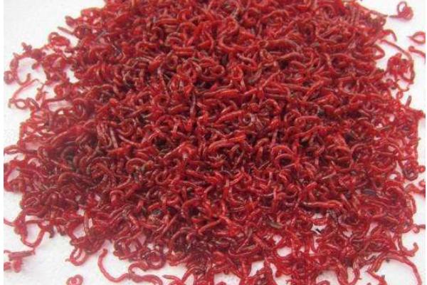 釣魚的紅蟲怎么養 紅蟲養殖技術