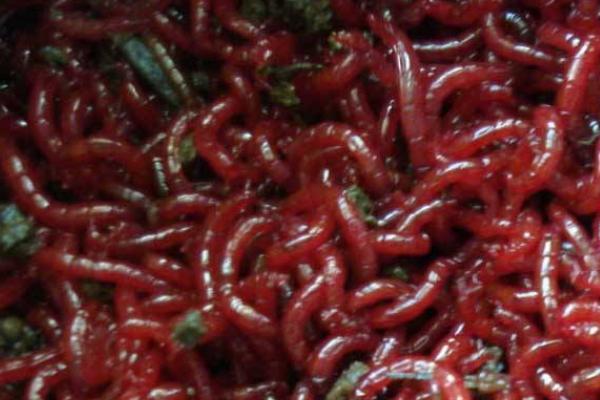 釣魚的紅蟲怎么養 紅蟲養殖技術