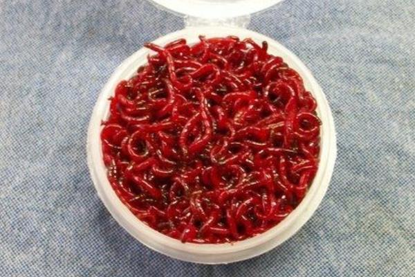 釣魚的紅蟲怎么養 紅蟲養殖技術