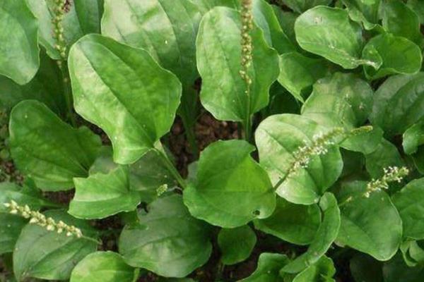 車前草孕婦可以喝嗎 車前草哪些人不能吃