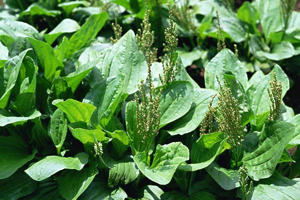 車前草治療痛風嗎 車前草治前列腺嗎