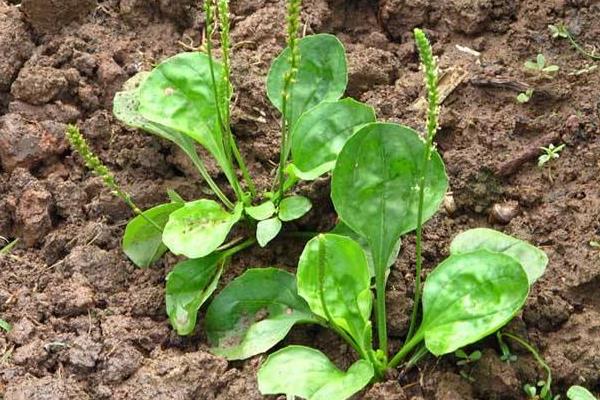 車前草泡水喝的功效與作用 車前草煮水要熬多久