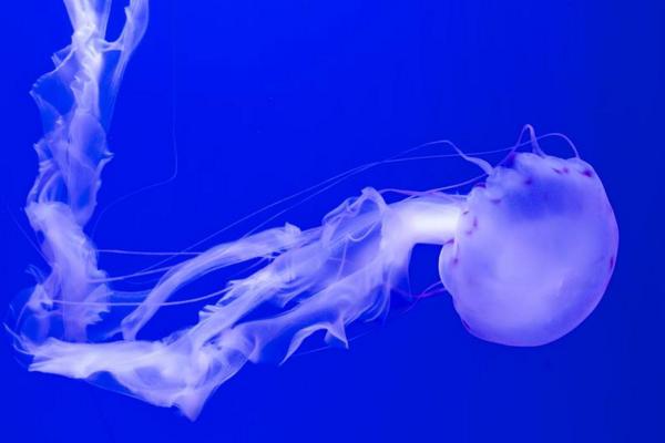 澳洲方水母特點介紹 澳洲方水母有多毒