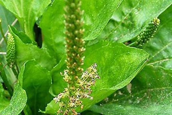 車前草的功效與作用及禁忌 車前草的藥用價(jià)值