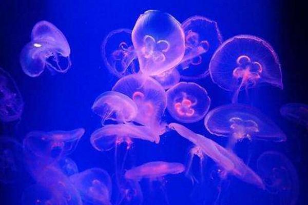 彩虹水母特點介紹 彩虹水母有毒嗎