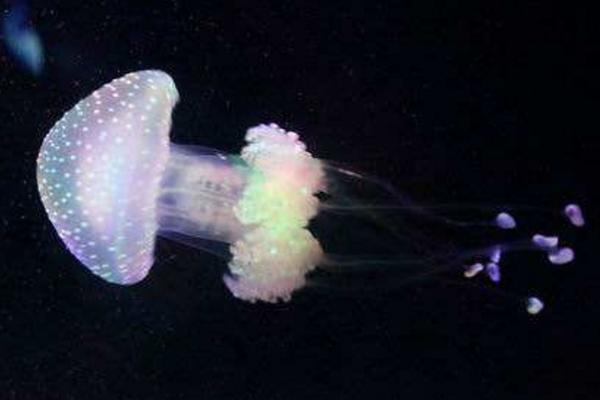 珍珠水母特點介紹 珍珠水母有毒嗎