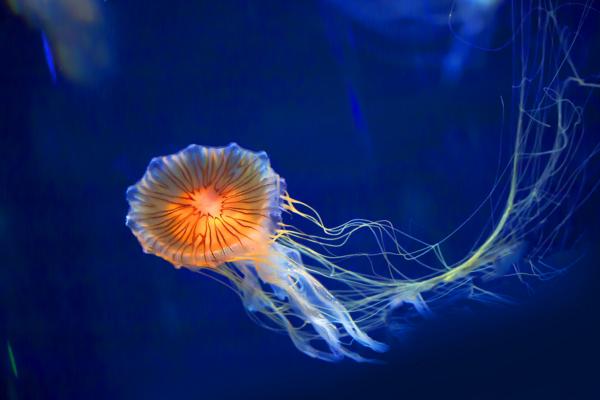 水母有毒嗎 水母能吃嗎