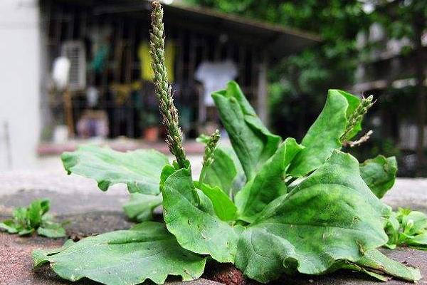 車前子和車前草的區(qū)別是什么 車前草的別名是什么