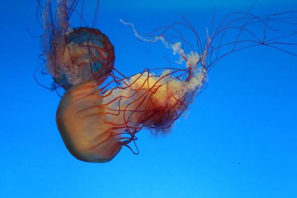 路邊買(mǎi)的小水母怎么養(yǎng) 海洋館買(mǎi)的水母怎么養(yǎng)