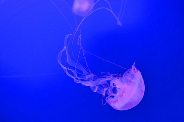 水母是什么動(dòng)物 水母有多少種類(lèi)