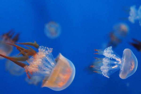 水母快死的征兆 怎樣判斷水母死沒(méi)死