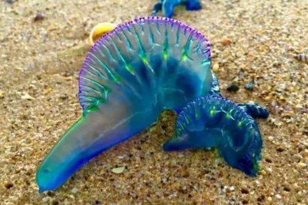 僧帽水母有毒嗎 僧帽水母生活在哪里