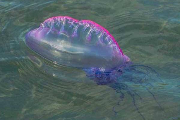 僧帽水母有毒嗎 僧帽水母生活在哪里