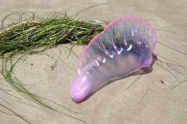 僧帽水母有毒嗎 僧帽水母生活在哪里