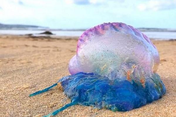 僧帽水母有毒嗎 僧帽水母生活在哪里