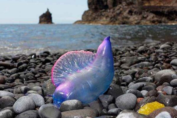 僧帽水母分布在哪里 僧帽水母中國有嗎