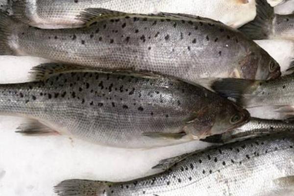 鱸魚熱量是多少 減肥可以吃鱸魚嗎