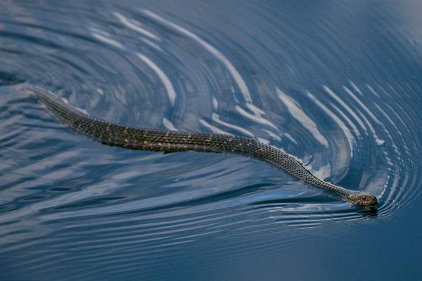 水蛇怎么養 水蛇養殖技術