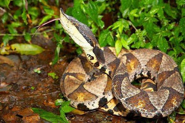 蛇怕什么 科學驅蛇方法有哪些