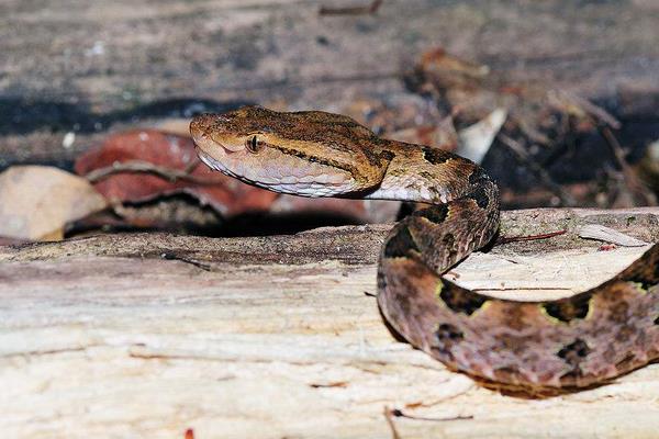 蛇怕什么 科學(xué)驅(qū)蛇方法有哪些