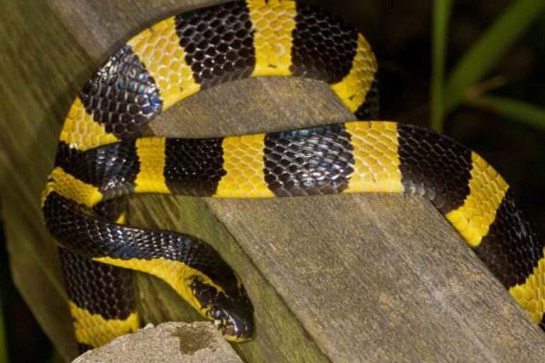 蛇怕什么 科學(xué)驅(qū)蛇方法有哪些