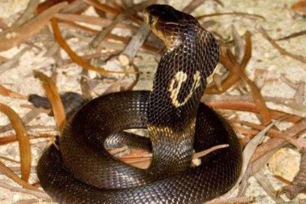 蛇怕什么 科學(xué)驅(qū)蛇方法有哪些