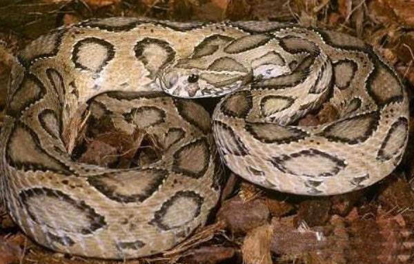 蛇怕什么 科學(xué)驅(qū)蛇方法有哪些