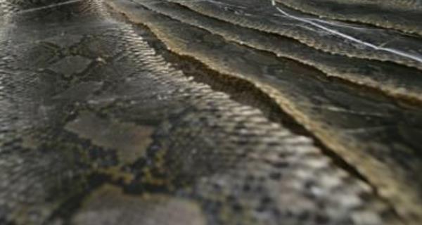 一張蟒蛇皮多少錢 蟒蛇皮包翹皮了怎么辦