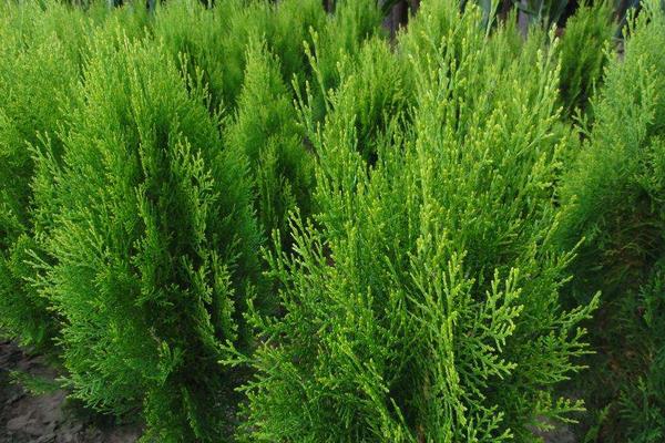 圓柏和側柏的區別是什么 側柏和圓柏哪個便宜