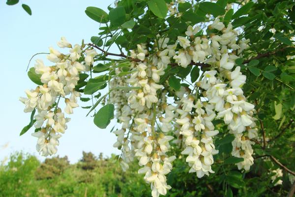 洋槐樹和槐樹一樣嗎 槐樹為什么叫國槐