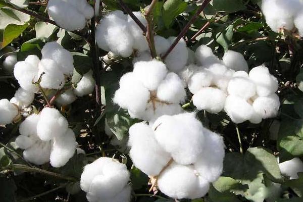 最早種植棉花的是哪個國家 棉花生長周期多長