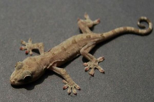 壁虎能打嗎 打死壁虎會(huì)破財(cái)嗎